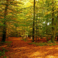 forest